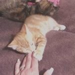 Lovely Female kittens ready for a New Home