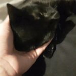 full black kitten