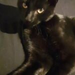 black kitten
