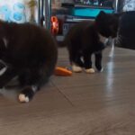 Russian blue cross kittens