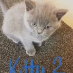 Blue BSH Kittens