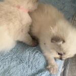 pure ragdoll kittens