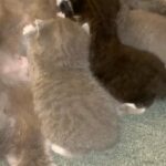 british blue kittens