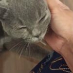 British short hair kitten girl