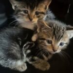 tabby kittens