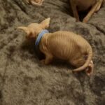 3 stunning sphynx kittens