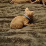 sphynx kittens