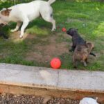 Staffordshire bull terrier cross