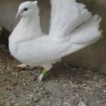 Fancy Pigeons