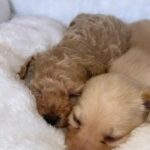 poochon puppy’s ready to leave 19th may