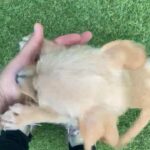 bichonxdachshund puppy