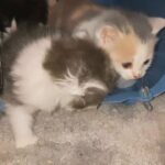 kittens for sale