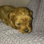 dark red cavapoo pups