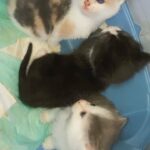 kittens available