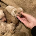 poochon puppies