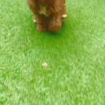 cavapoo boy