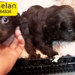 cocker spaniel puppies