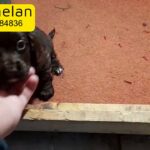 cocker spaniels puppies