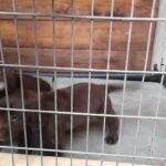 cocker spaniel puppies