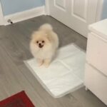 Xs Pomeranian boy