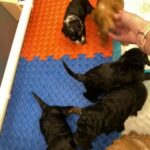 Cockapoo Puppies