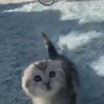 CUTE Scottish fold / Persian chinchilla Kitten with FULL STARTING KIT