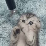 SCOTTISH FOLD beautiful male kitten with FULL starting kit