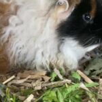 Longhair guinea pigs