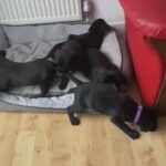 Lovely black Labrador