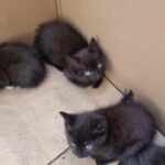tabby kittens