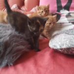 Adorable lovely kittens