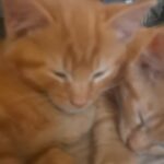 Ginger boys