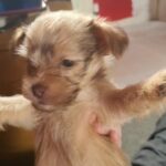four beautiful chokie puppies