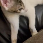 5 months kitten
