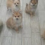 4 Male Pomeranian Puppies