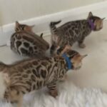 bengals kittens brown Rossetted
