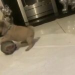 2x frug boys left (frenchie x pug)