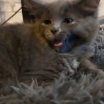 mainecoons