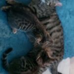 bengal kittens