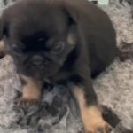 pedigree pugs Males only