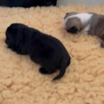 pugs pedigree males only