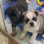 pedigree pugs males only