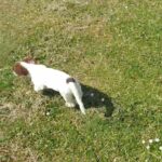 springer spaniel puppy