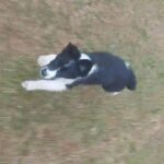 springer spanei x collies