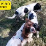 Springer spaniel