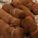 stunning KC registered Hungarian Vizsla puppies