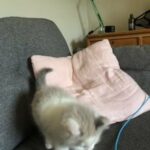 gorgeous pedigree Ragdoll kitten in need of forever home