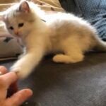 Gorgeous Ragdoll kitten looking for forever home