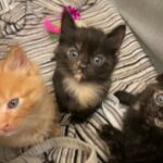 3 fluffy kittens looking for forever home?
