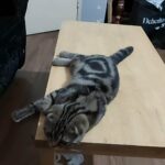 Scottish fold female